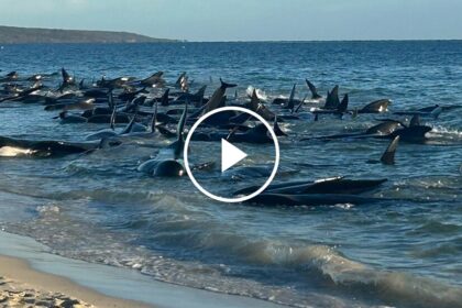 Mass beaching of whales in Western Australia