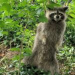 A 'zombie virus' is raging among the raccoons.  What you need to know - National